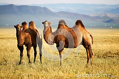 Two camel in mongolia Stock Photo