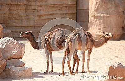 Two camels in Biopark Stock Photo