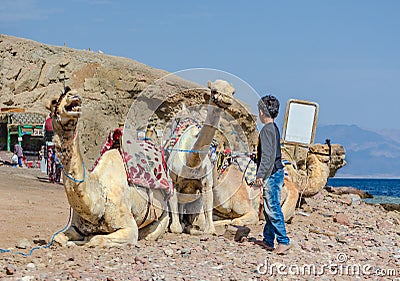 Two camels and local boys on coast of sea in Egypt Dahab South Sinai Editorial Stock Photo