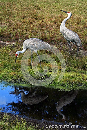 Two Canada cranes Stock Photo