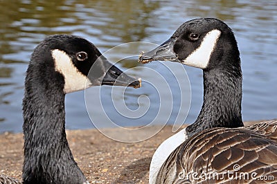 Two Canadian Branta gooses Stock Photo