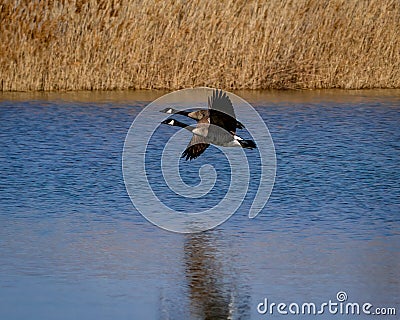 Two Canadian Geese in Flight above Water at Rend Lake in Illinois Stock Photo