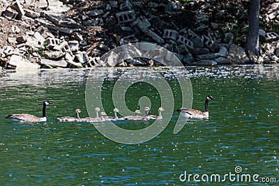 Goose Family Swimming in Pond Stock Photo