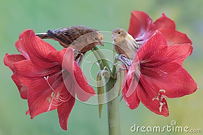 Two canary birds are resting on amaryllis flowers in full bloom. Stock Photo