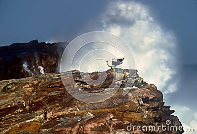 Two Cape gulls framed by a huge wave Stock Photo