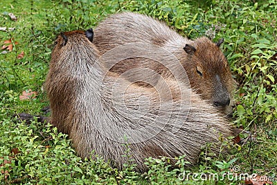Capybaras Hydrochoerus hydrochaeris lying together in greenery Stock Photo
