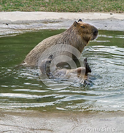 Two capybarez frolic in the pool. Stock Photo