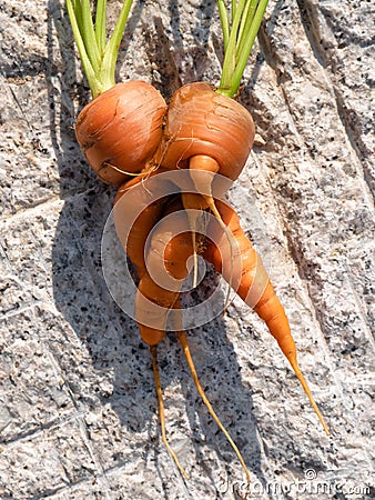 Two carrots Daucus carota joined together during their development fresh Stock Photo