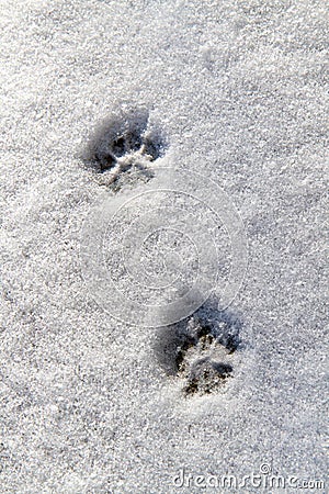 Two cat tracks in the snow. Stock Photo