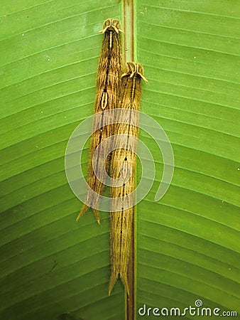 Two caterpillars take refuge on the back of a green leaf in a greenhouse Stock Photo