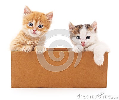 Two cats in a box. Stock Photo