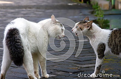 Two cats in a conflict, ready for fighting Stock Photo