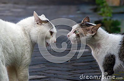 Two cats in a conflict, ready for fighting, in shallow focus Stock Photo