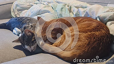 Two cats cuddling Stock Photo