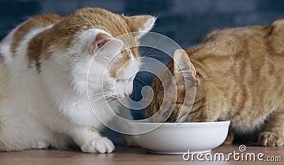 Two cats eating dinner out of a shared bowl. Stock Photo