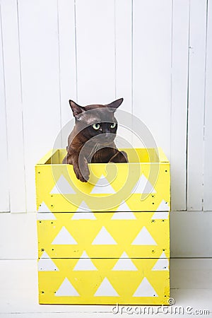 Two cats, father and son cat brown, chocolate brown and grey kitten with big green eyes on the wooden floor on dark background whi Stock Photo