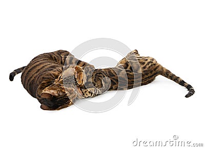 Two cats fight and bite each other. Isolated on white background Stock Photo