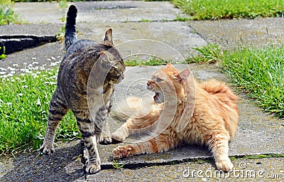 Two cats fighting Stock Photo