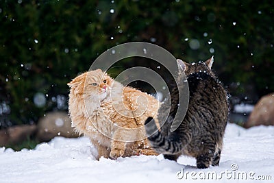 Two cats fighting Stock Photo