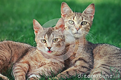 Two cats Stock Photo