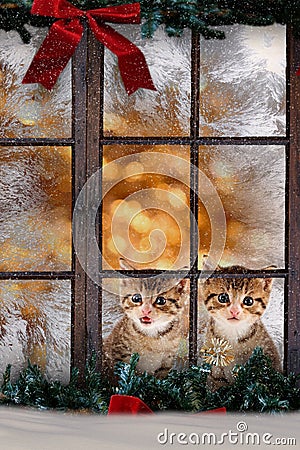 two cats / kittens sitting at the window with Christmas decorations, at night Stock Photo