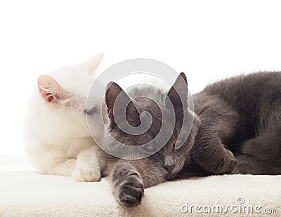 Two cats lying Stock Photo