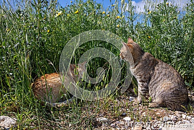 Two cats orange female cat lies and gray male cat sits in the grass on the lawn in the wild in spring season - Athens, Greece Stock Photo