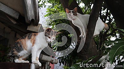 Two cats playing in a mango tree Stock Photo