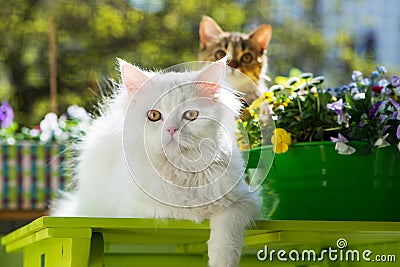 Cats on the summer balcony Stock Photo