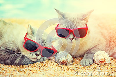 Two cats relaxing on the beach Stock Photo