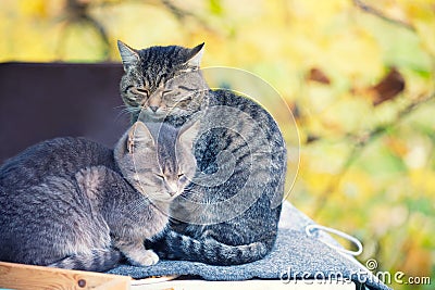 Two cats relaxing in the garden Stock Photo