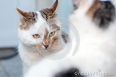 Two cats in the room are in conflict. A cat looks at another cat with distaste Stock Photo