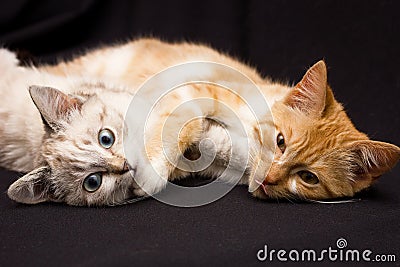 Two cats sleep in an Stock Photo