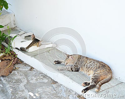 Two cats sleep Stock Photo