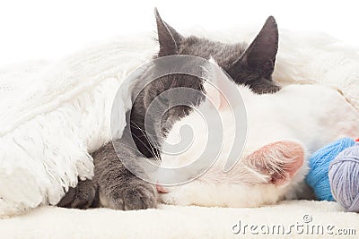 Two cats sleep Stock Photo