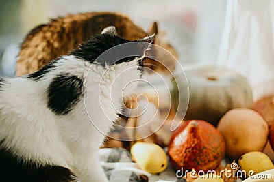 Two cats sniffing pumpkins in sunny light at home. Cute cats playing at autumn harvest vegetables. Pets and fall holidays Stock Photo