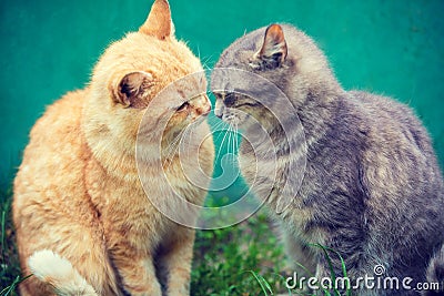 Two cats sniffing to each other Stock Photo