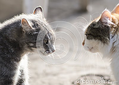 Two cats are standing opposite each other aggressive and evil mo Stock Photo