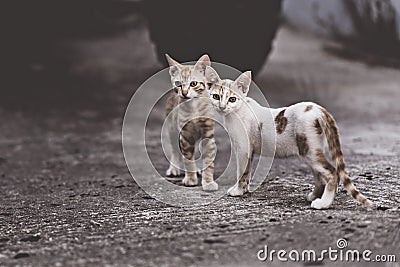 Two cats in a very complicated relationship. Stock Photo