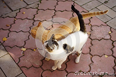 Two cats are walking together with their bodies leaning against each other Stock Photo