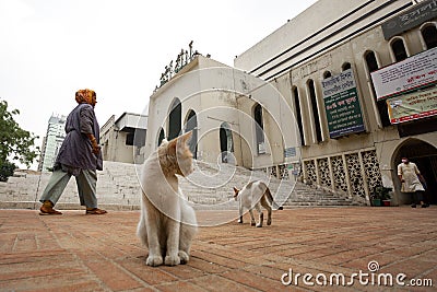 Two cats are watching from the side of the mosque low at Baitul Mukarram National Mosque, Dhaka Editorial Stock Photo