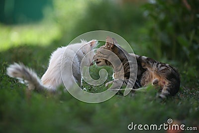 Two cats white and gray striped on green grass Stock Photo
