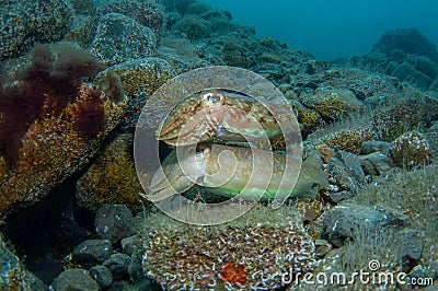 Two cephalopods are mating under the sea Stock Photo