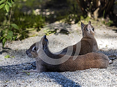 Chacoan Mara, Dolichotis salinicola, lie in the shade and rest Stock Photo