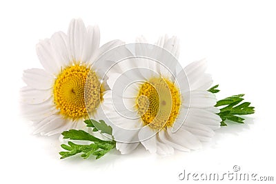 Two chamomile or daisies with leaves isolated on white background Stock Photo