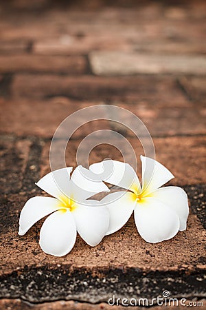 Two champa (plumeria) flowers Stock Photo