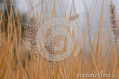 Two charming decorative spikelets with a lot of dew drops Stock Photo