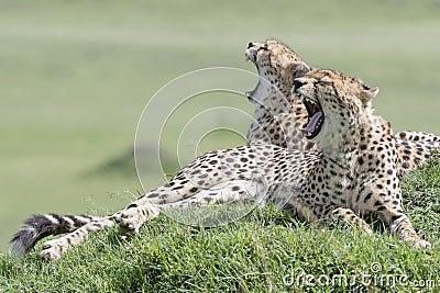 Two Cheetah Acinonix jubatus lying down on hill Stock Photo