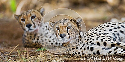 Two cheetah lying in the savanna. Kenya. Tanzania. Africa. National Park. Serengeti. Maasai Mara. Cartoon Illustration