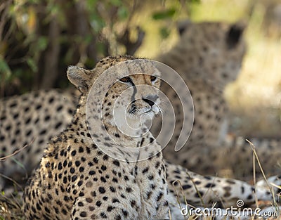 Two cheetahs relaxing below a small bust at Masai Mara,Kenya Stock Photo